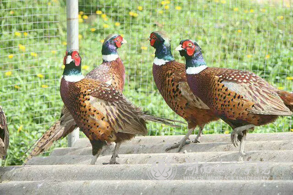 3贫困户付大哥家饲养的特殊鸡种七彩野鸡l.jpg